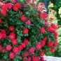 Heirloom Big Blooming Fresh Red Rose Tree for Landscape 100 Seeds