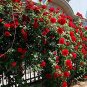 Heirloom Big Blooming Fresh Red Rose Tree for Landscape 100 Seeds