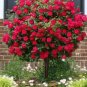 Heirloom Big Blooming Fresh Red Rose Tree for Landscape 100 Seeds