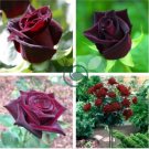 Black Baccara Rose Shrub 100 Seeds