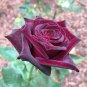 Black Baccara Rose Shrub 100 Seeds