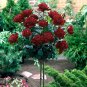 Black Baccara Rose Shrub 100 Seeds