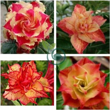 'Golden Carrot' Gold Red Adenium Obesum Desert Rose 4 Seeds