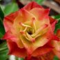 'Golden Carrot' Gold Red Adenium Obesum Desert Rose 4 Seeds