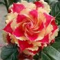 'Golden Carrot' Gold Red Adenium Obesum Desert Rose 4 Seeds