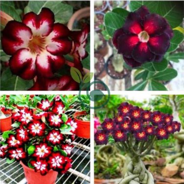 Rare Dark Flowing Adenium Desert rose 4 Seeds