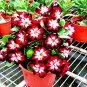 Rare Dark Flowing Adenium Desert rose 4 Seeds