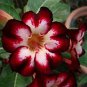 Rare Dark Flowing Adenium Desert rose 4 Seeds