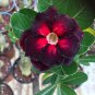 Rare Dark Flowing Adenium Desert rose 4 Seeds