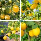 Rare Outdoor Organic Yellow Big Lemon Tree 40 Seeds