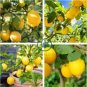 Rare Outdoor Organic Yellow Big Lemon Tree 40 Seeds