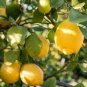 Rare Outdoor Organic Yellow Big Lemon Tree 40 Seeds