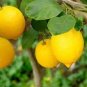 Rare Outdoor Organic Yellow Big Lemon Tree 40 Seeds