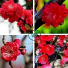 Winter Sweet Prunus Mume Tree Red Plum Blossom La Mei 60 Seeds