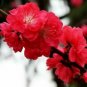 Winter Sweet Prunus Mume Tree Red Plum Blossom La Mei 60 Seeds
