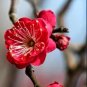 Winter Sweet Prunus Mume Tree Red Plum Blossom La Mei 60 Seeds