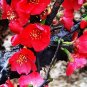 Winter Sweet Prunus Mume Tree Red Plum Blossom La Mei 60 Seeds
