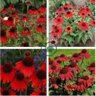Echinacea 'FIREBIRD' Fire Red Bonsai Coneflowers Hybrid Bonsai Flowers 400 Seeds