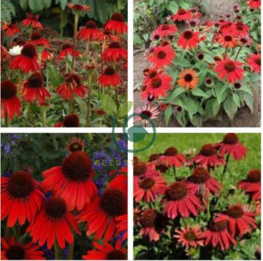 Echinacea 'FIREBIRD' Fire Red Bonsai Coneflowers Hybrid Bonsai Flowers 400 Seeds