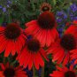 Echinacea 'FIREBIRD' Fire Red Bonsai Coneflowers Hybrid Bonsai Flowers 400 Seeds