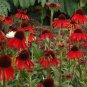 Echinacea 'FIREBIRD' Fire Red Bonsai Coneflowers Hybrid Bonsai Flowers 400 Seeds