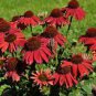 Echinacea 'FIREBIRD' Fire Red Bonsai Coneflowers Hybrid Bonsai Flowers 400 Seeds