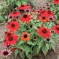 Echinacea 'FIREBIRD' Fire Red Bonsai Coneflowers Hybrid Bonsai Flowers 400 Seeds