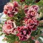 Golden Blood Red Double Petals with Red Stripe Flower 4 Seeds