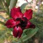 Golden Blood Red Double Petals with Red Stripe Flower 4 Seeds