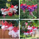 Imported Japanese Red White Fuchsia Perennial Flower 200 Seeds