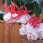 Imported Japanese Red White Fuchsia Perennial Flower 200 Seeds