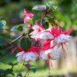 Imported Japanese Red White Fuchsia Perennial Flower 200 Seeds