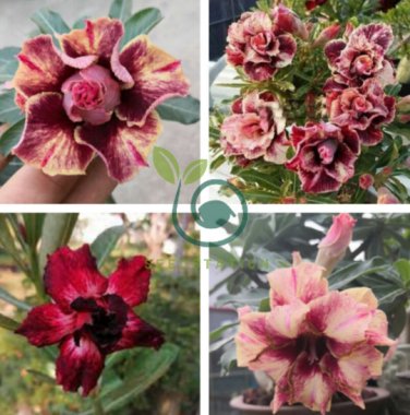 Golden Blood Red Double Petals with Red Stripe Flower 40 Seeds