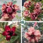 Golden Blood Red Double Petals with Red Stripe Flower 40 Seeds