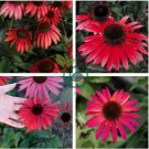 'Big Sky' Fire Red Echinacea Coneflower 200 Seeds