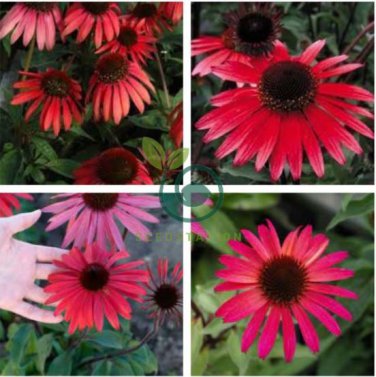 'Big Sky' Fire Red Echinacea Coneflower 200 Seeds