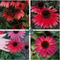 'Big Sky' Fire Red Echinacea Coneflower 200 Seeds