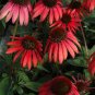 'Big Sky' Fire Red Echinacea Coneflower 200 Seeds