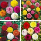 Mixed Dahlia 100 Seeds