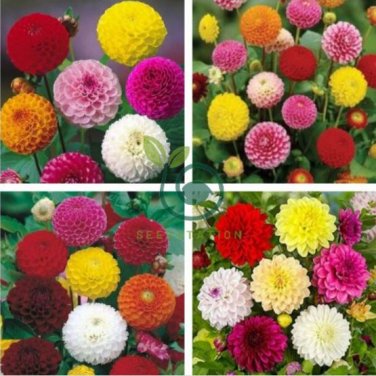 Mixed Dahlia 100 Seeds
