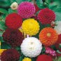 Mixed Dahlia 100 Seeds
