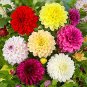 Mixed Dahlia 100 Seeds