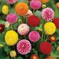 Mixed Dahlia 100 Seeds