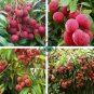 Guangdong Sweet Lychee Litchi Fruit 10 Seeds