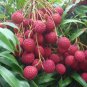 Guangdong Sweet Lychee Litchi Fruit 10 Seeds
