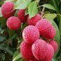 Guangdong Sweet Lychee Litchi Fruit 10 Seeds