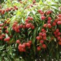Guangdong Sweet Lychee Litchi Fruit 10 Seeds