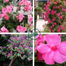 Mandevilla 240 Seeds