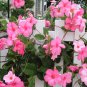Mandevilla 240 Seeds