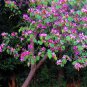 Mandevilla 240 Seeds